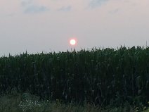 Where the Corn Grows